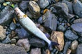 Grayling caught fly fishing tackle. Angler releasing an arctic grayling. Grayling fish caught on the spinner by fisherman. Norther Royalty Free Stock Photo