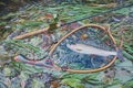 Grayling is caught on a forest stream. Fly fishing and tenkara Royalty Free Stock Photo