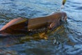 Grayling caught from Arctic river