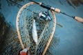 Grayling caught in landing net. Fishing for grayling