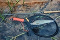 Grayling in clear river water. Fly fishing and tenkara