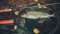 Grayling in clear river water. Fly fishing and tenkara