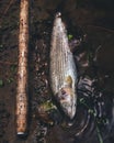 Grayling in clear river water. Fly fishing and tenkara