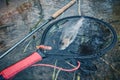 Grayling in clear river water. Fly fishing and tenkara