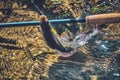 Grayling in clear water. Fly fishing and tenkara