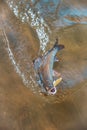 Grayling in clear water. Fly fishing and tenkara