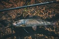 Grayling in clear water. Fly fishing and tenkara