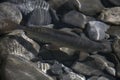 Grayling in clear water of the river.