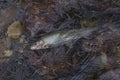 Grayling fish in water. Fishing in Norway mountain river Royalty Free Stock Photo