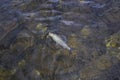 Grayling fish in water. Fishing in Norway mountain river Royalty Free Stock Photo