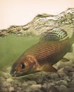 Graceful grayling fish with fly in its mouth - fly fishing Royalty Free Stock Photo