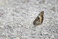 Grayling or Rock Grayling Hipparchia semele Royalty Free Stock Photo