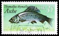 Grayling Thymallus thymallus, Freshwater Fish serie, circa 1987 Royalty Free Stock Photo