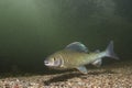 Underwater photography Grayling Thymallus thymallus Royalty Free Stock Photo