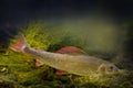 Grayling, Thymallus thymallus - a freshwater fish Royalty Free Stock Photo