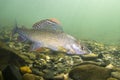 Grayling Thymallus thymallus underwater Royalty Free Stock Photo