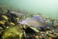 Grayling Thymallus thymallus underwater photography Royalty Free Stock Photo