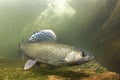 Underwater photography Grayling Thymallus thymallus Royalty Free Stock Photo