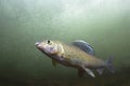 Underwater photography Grayling Thymallus thymallus Royalty Free Stock Photo