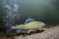 Underwater photography Grayling Thymallus thymallus Royalty Free Stock Photo