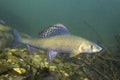 Grayling Thymallus thymallus underwater Royalty Free Stock Photo