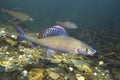 Grayling Thymallus thymallus underwater photography in the clear water Royalty Free Stock Photo