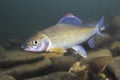 Grayling Thymallus thymallus underwater photography