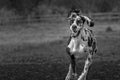 Grayscale of an adorable great dane running with ears flopping on blurry background Royalty Free Stock Photo