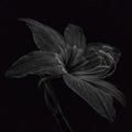 Grayscale Amaryllis Flower