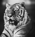 Grayscale Amur tiger head close-up with teeth Royalty Free Stock Photo