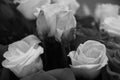 Grayscale of a beautiful bouquet of fresh roses Royalty Free Stock Photo