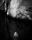 Grayscale of a beautiful seal swimming in the ocean