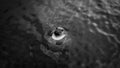 Grayscale of a beautiful seal swimming in the ocean