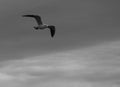 Grayscale beautiful view of a Common gull flying in the gray sky
