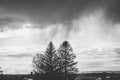 Grayscale beautiful view of large trees in a village under the cloudy sky