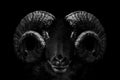 Grayscale of a Bighorn sheep head with an angry look isolated on a black background Royalty Free Stock Photo