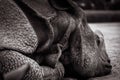 Grayscale close-up of Indian rhinoceros & x28;Rhinoceros unicornis& x29; with tubercles and large skin folds Royalty Free Stock Photo