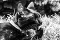 Grayscale close-up shot of a black cat licking its paw Royalty Free Stock Photo