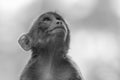 Grayscale closeup of an adorable monkey looking up