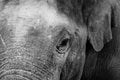 Grayscale closeup of an Asian elephant's eye. Royalty Free Stock Photo