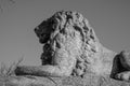 Grayscale closeup of a beautiful sculpture of a majestic male lion sitting proudly in a park outside