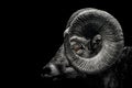 Grayscale closeup of a Bighorn sheep head with a sad look isolated on a black background Royalty Free Stock Photo