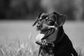 Grayscale closeup of black Lancashire Heeler looking around with the tongue out
