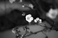 Grayscale closeup of a blooming Prunus tree branch with flowers. Royalty Free Stock Photo
