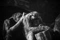 Grayscale closeup of the chimpanzees allogrooming, Pan troglodytes under sunlight. Shallow focus.