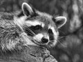 Grayscale closeup of a cute Raccoon, Procyon lotor Royalty Free Stock Photo