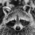 Grayscale closeup of a cute Raccoon, Procyon lotor Royalty Free Stock Photo