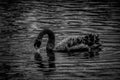 Grayscale closeup of an elegant black swan swimming in a lake Royalty Free Stock Photo