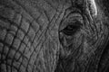 Grayscale closeup of an elephant's wrinkly face with eyelashes