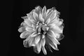 Grayscale closeup featuring a delicate white Georgina flower in full bloom Royalty Free Stock Photo
